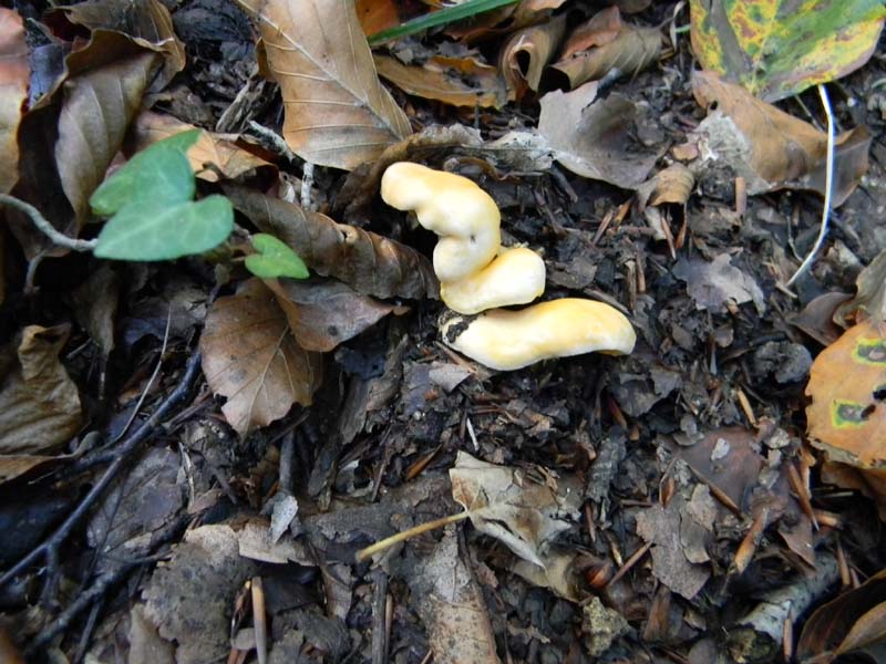 3� gruppo ritrovamenti del 15.10.2010.